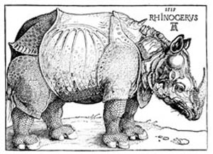 Look, it's a Rhinoceros